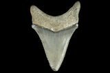 Serrated, Chubutensis Tooth - Megalodon Ancestor #125951-1